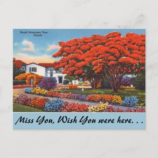 Florida, Flamboyant Postkarte (Vorderseite)