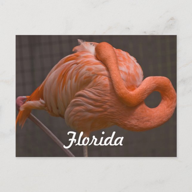 Florida Flamingo Postcard Postkarte (Vorderseite)
