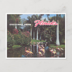 Florida-Flamingos 1960er Jahre Vintage Postkarte