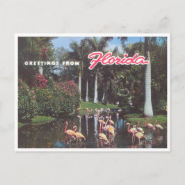 Florida flamingos 1960er Vintag Postkarte