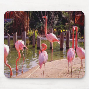 Florida-Flamingos Mousepad