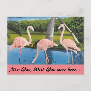 Florida, Flamingos Postkarte