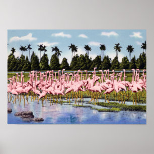 Florida Flock von Coral Flamingos Poster