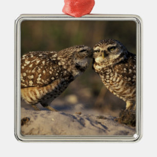 Florida, Fort Myers. Brennen der Owl Paare Silbernes Ornament