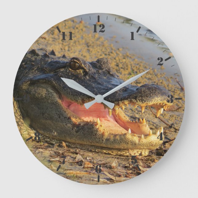 Florida-Gator-Portrait Große Wanduhr (Vorderseite)