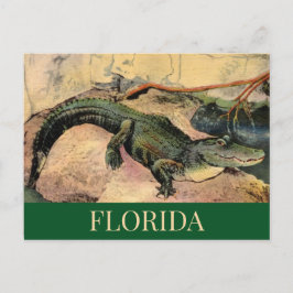 Florida Gator Postcard Postkarte