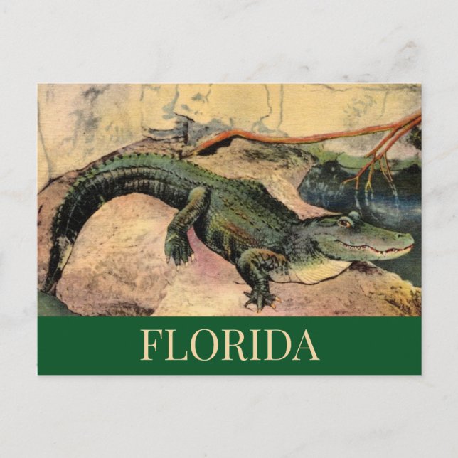 Florida Gator Postcard Postkarte (Vorderseite)