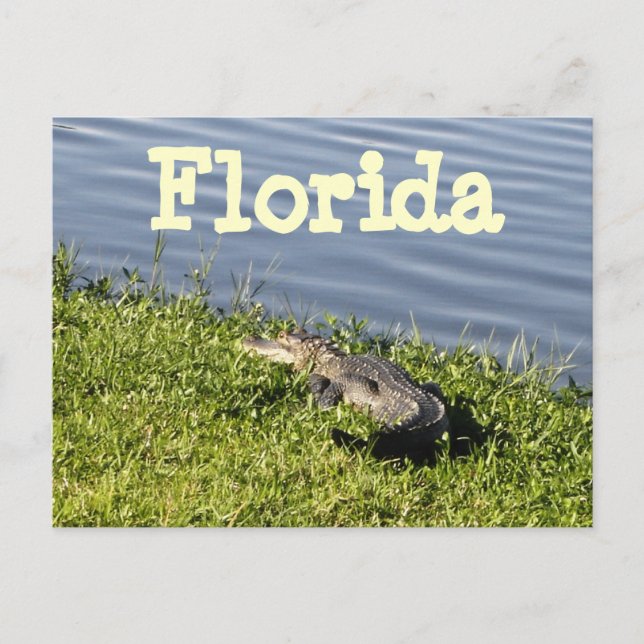 Florida Gator Postcard Postkarte (Vorderseite)