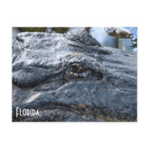 Florida Gator Postkarte
