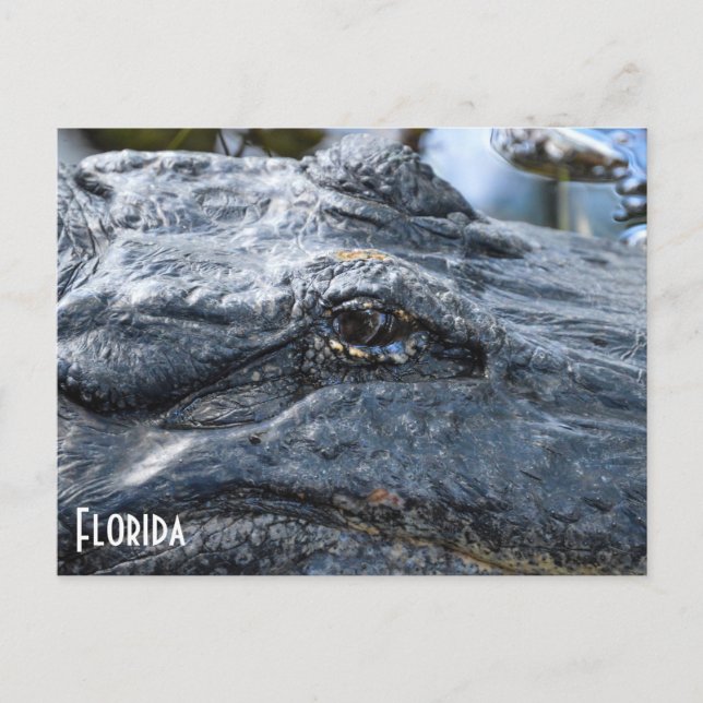 Florida Gator Postkarte (Vorderseite)