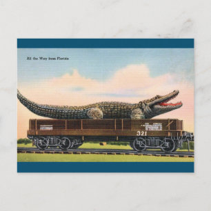 Florida Giant Alligator Vintage Reise Postkarte