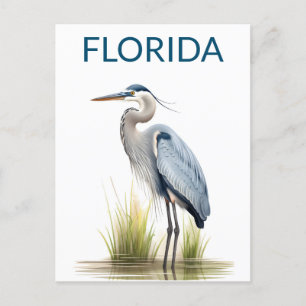 Florida Great Blue Heron Bird Travel Postkarte