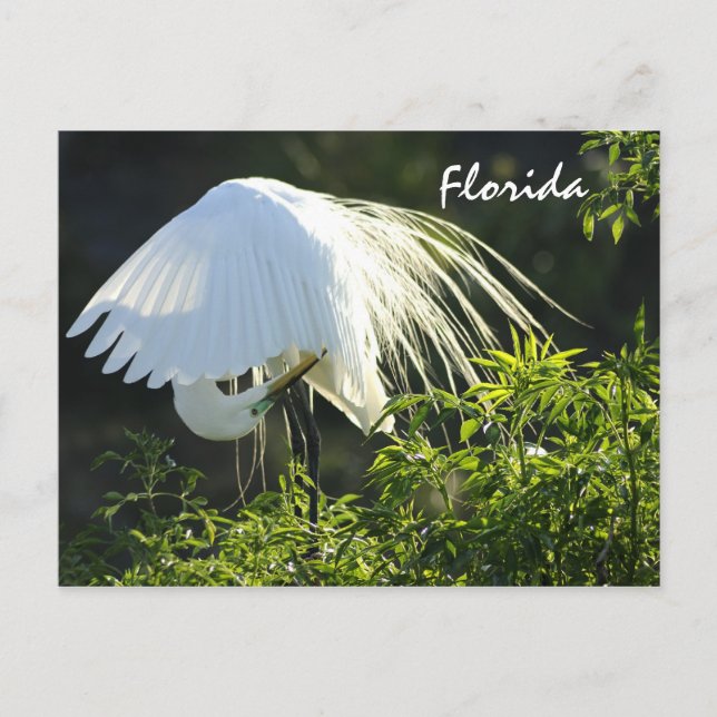 Florida Great White Egret Postkarte (Vorderseite)