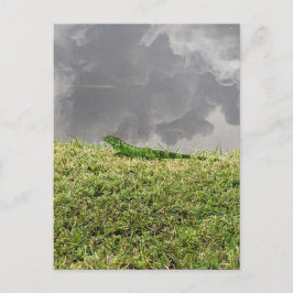 Florida Iguana Postcard Postkarte
