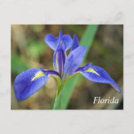 Florida iris Foto Postkarte