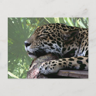Florida Jaguar schlafend, hellgrüne Frontseite zur Postkarte