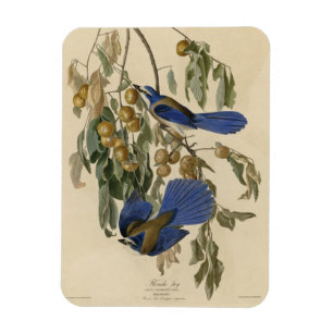 Florida Jay (Scrub-Jay) Audubons Vögel von Amerika Magnet