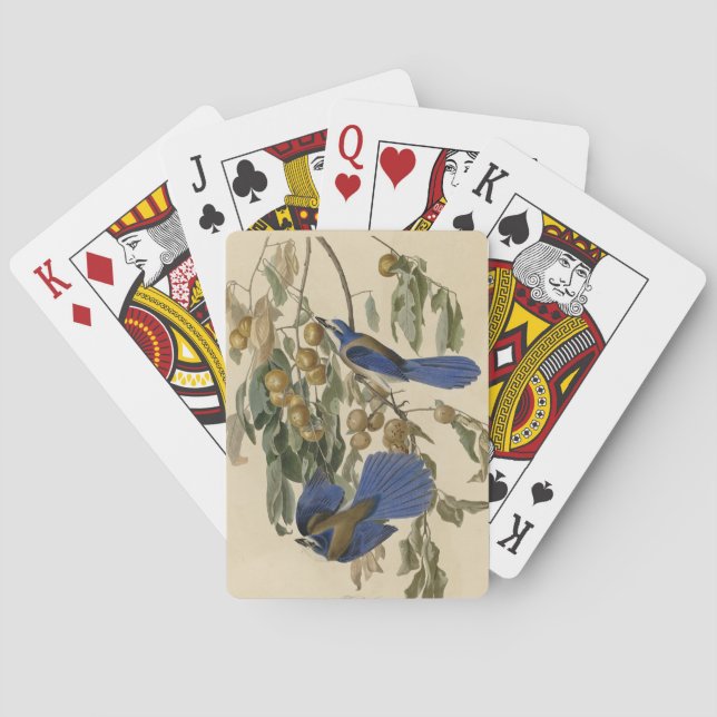 Florida Jay (Scrub-Jay) Audubons Vögel von Amerika Spielkarten (Rückseite)