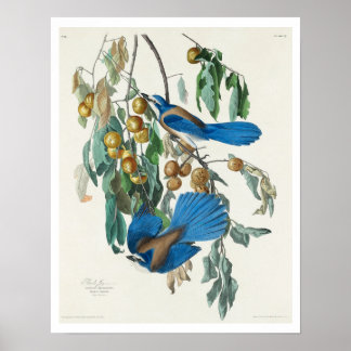 Florida Jay von Audubon Poster