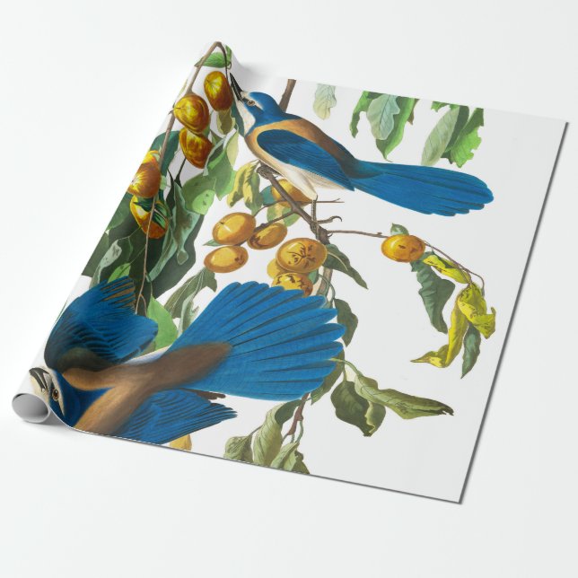 Florida Jay von John James Audubon Geschenkpapier (Ungerollt)
