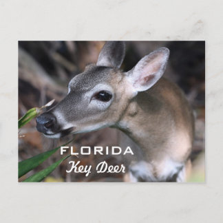 Florida Key Deer Postcard, Version A Postkarte