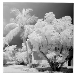 Florida Keys House und seine Palmen, USA.2 Fliese