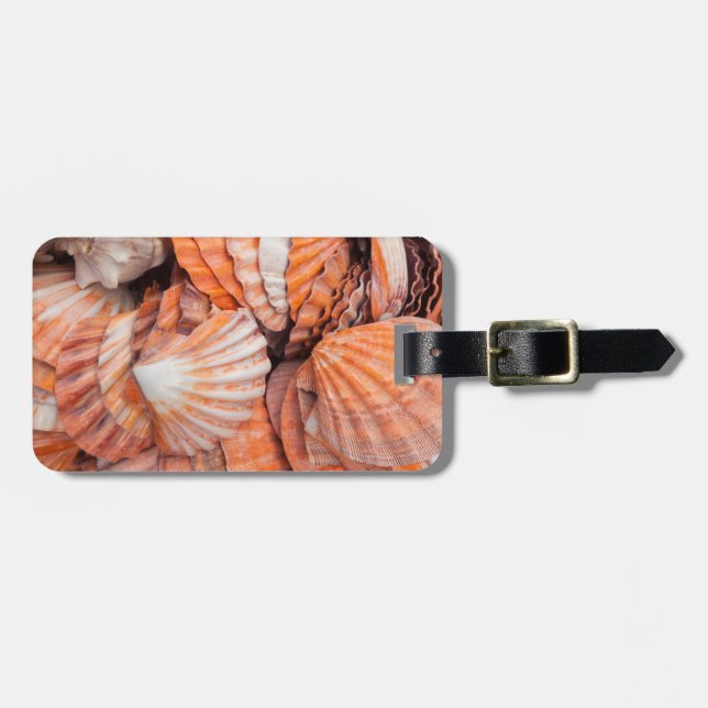 Florida Keys, Key West, Muscheln Gepäckanhänger (Vorderseite horizontal)