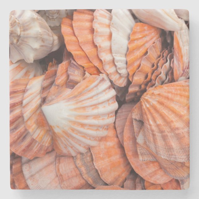 Florida Keys, Key West, Muscheln Steinuntersetzer (Vorderseite)
