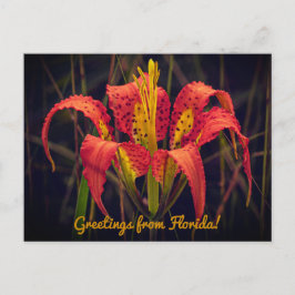 Florida Kiefern-Lilien-Postkarte Postkarte