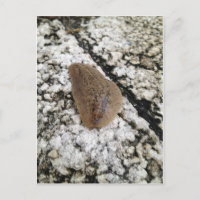 Florida Leatherleaf Slug