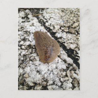 Florida Leatherleaf Slug Postkarte