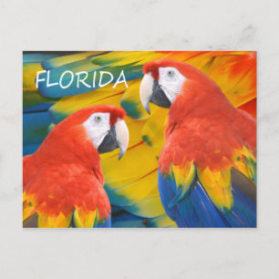 Florida Macaws Postkarte