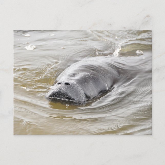 Florida Manatee Ormond Beach Postcard Postkarte (Vorderseite)