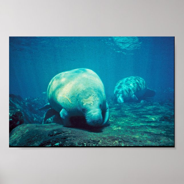 Florida Manatee Poster (Vorne)