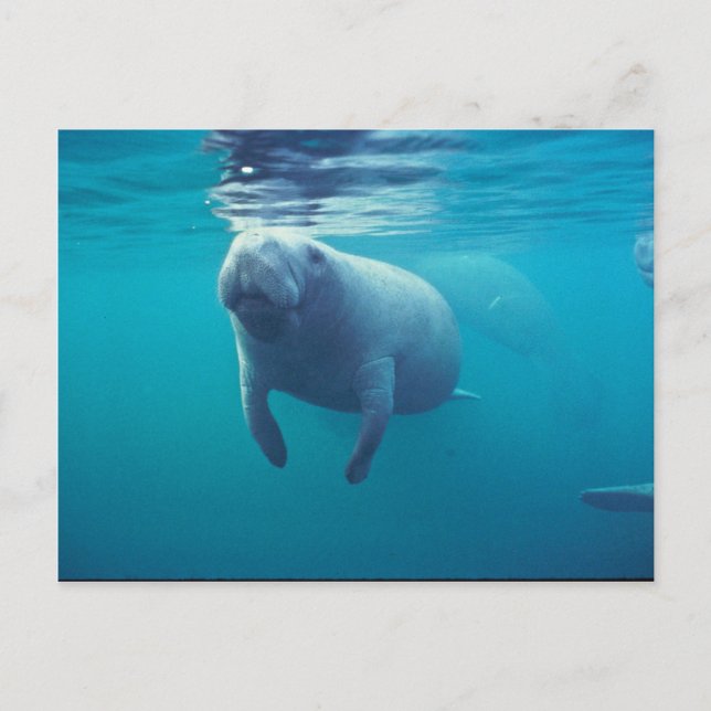 Florida Manatee Postkarte (Vorderseite)