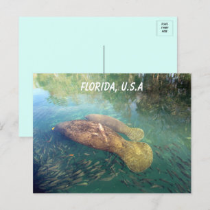 Florida Manatee und Baby Postkarte