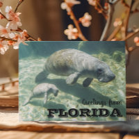 Florida Manatee und Baby