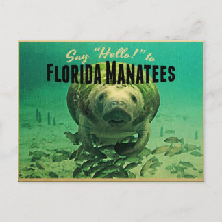 Florida Manatees Postkarte