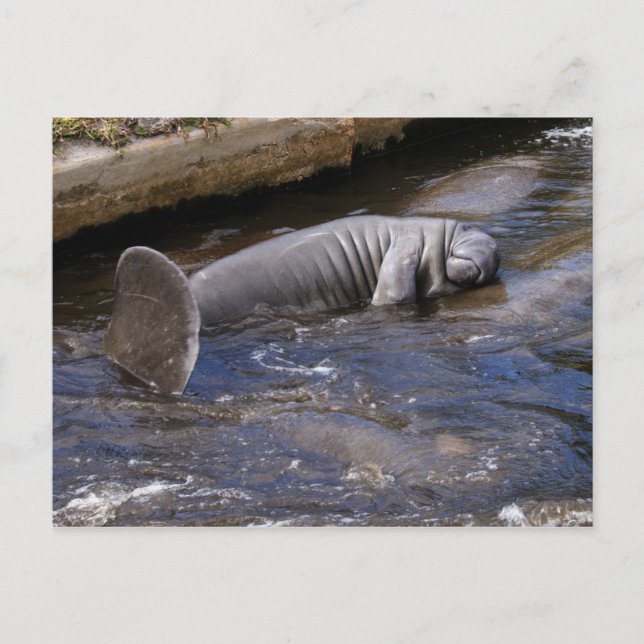 Florida Manatees (Trichechus manatus latirostris) Postkarte (Vorderseite)