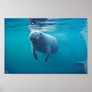 Florida-Manatis Poster