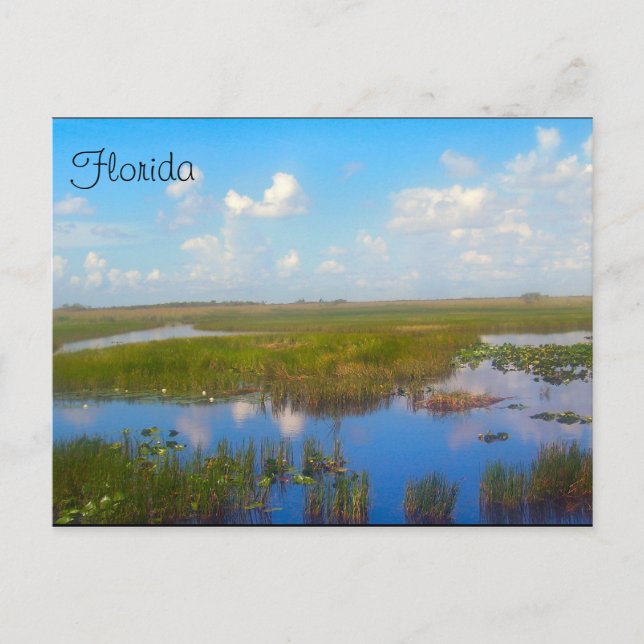 Florida Marsh Postcard Postkarte (Vorderseite)