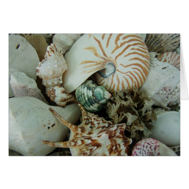 Florida-Muscheln (Vorderseite (Horizontal))