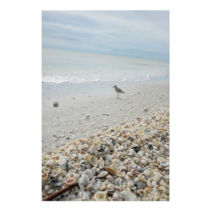 Florida Muscheln am Strand Fotodruck