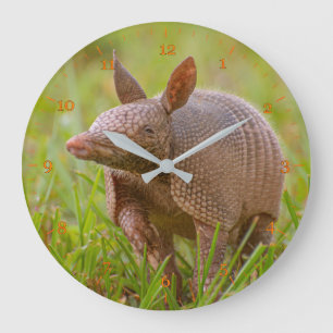 Florida Nine-banded armadillo close-up Große Wanduhr
