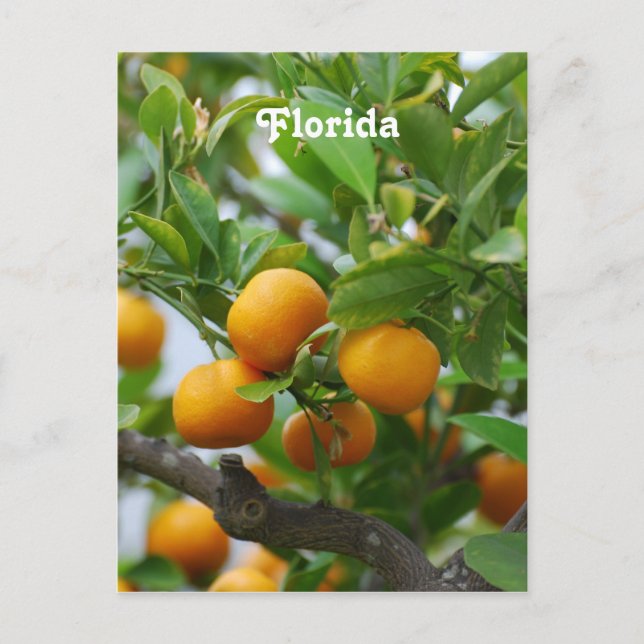 Florida Orange Postkarte (Vorderseite)