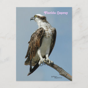 Florida osprey posieren Postkarte