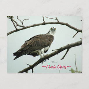 Florida Osprey Postcard Postkarte