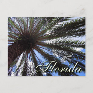 Florida Palm Postkarte