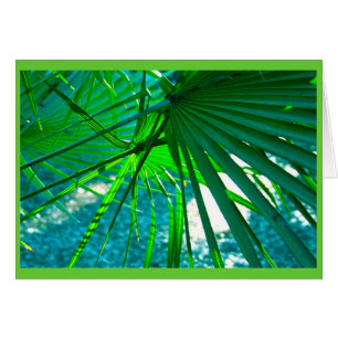 Florida Palms