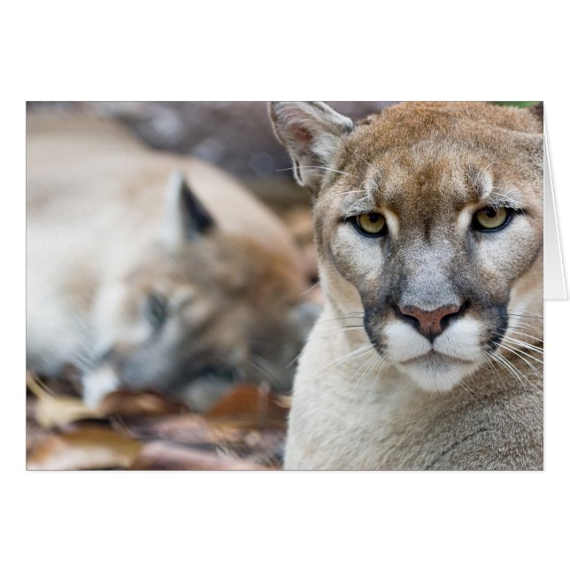Florida Panther (Vorderseite (Horizontal))
